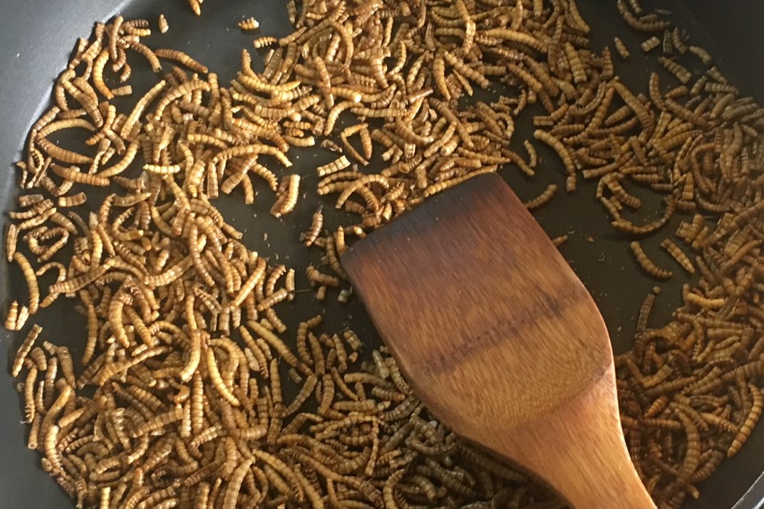 Insekten-Proteine