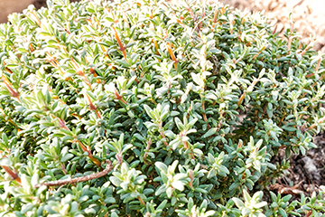 Thymian